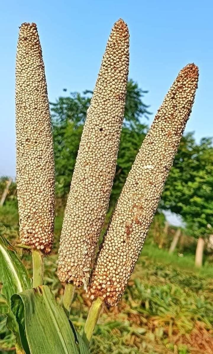 Pearl millet crop in the field