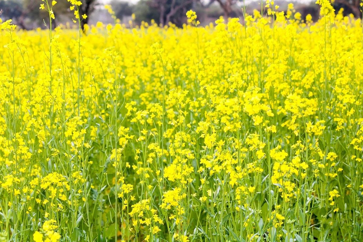 Mustard crop in flower